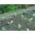 Bird net protecting vegetable plants from birds, 4x10m, green, strong, durable, weatherproof