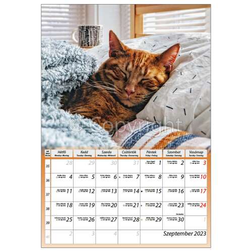 Calendar de perete Dayliner Pisicuțe 230x330mm