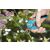 Gardena Classic Pruning Shears S in use, cutting flowers