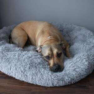 Câine relaxându-se în patul rotund pentru animale de companie Mercaton®, gri deschis, 92 cm - Paturi pentru câini