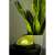 Isotrade star projector night light projecting green light on a plant
