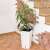 White square rattan look planter with a plant inside, Prosperplast RATO