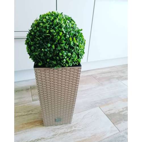 Buxus Műnövény kaspóban 60cm #zöld