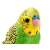 Close-up of a green and yellow plush budgie, 13 cm, soft toy, stuffed animal