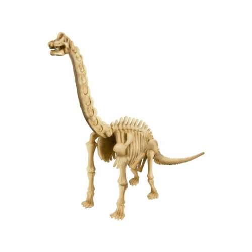 Brachiosaurus dinosaur skeleton, assembled, plastic, educational toy