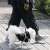 A person walking a small white dog with a black harness and a Purlov retractable dog leash