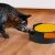 Cat playing with PURLOV Catch the Mouse interactive toy on floor