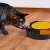 Cat playing with PURLOV Catch the Mouse interactive toy