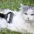 Purlov 20427 Tierhaartrimmer im Einsatz an einer Katze