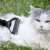 Purlov 20427 Tierhaartrimmer im Einsatz an einer Katze