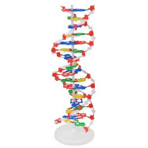 DNS-modell - nagy 61647618 