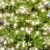 Somogyi LC 768/WW LED cluster string lights on Christmas tree, warm white