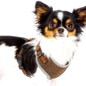 AniOne Germany brown XXS dog harness with reflective elements for small dogs - Rodent Care