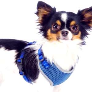 AniOne Germany XXS Blue Reflective Dog Harness for Small Dogs - Rodent Care