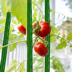 Suport verde pentru plante, 120 cm lungime, 16 mm diametru, care susține o plantă de tomate - Suporturi și țăruși pentru plante