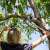 Person using Fiskars PowerGearX pruning shears to cut a branch high up in a tree