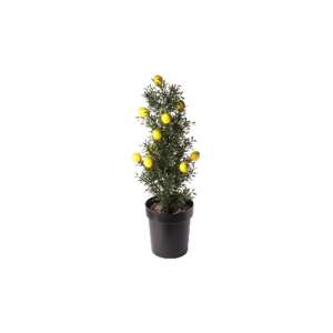 Artificial potted plant with yellow fruit, 60 cm, GLN 251M - Artificial Plant & Flower