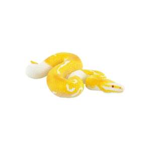 Bullyland 68485 Albino Royal Python toy figure - Bullyland