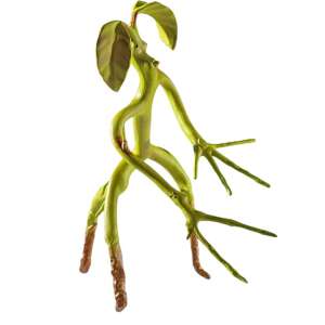 IdeallStore® Articulated Fantastic Beasts Figure, Bowtruckle Friend, Collector's Edition, 18 cm 64144920 - Fan Gaming Product