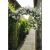 Nature garden arch with flowering climbing plants