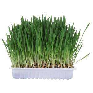 Trixie bio fű rágcsálóknak, 100 g, 6035 - Trixie