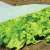 Nature Winter white fleece cover for protecting plants in winter, shown on a bed of lettuce