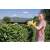 Woman using Karcher HGE 18V-50 cordless hedge trimmer to trim a hedge