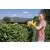 Woman using Karcher HGE 18V-50 cordless hedge trimmer to trim a hedge