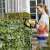Woman using Karcher HGE 18V-45 cordless hedge trimmer to trim a hedge