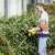 Woman using Karcher HGE 18V-45 cordless hedge trimmer to trim a hedge