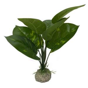 Laroy Group Anubias 1 Műnövény, 24 cm, Zöld - Aqua Della