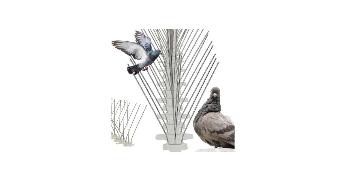 Buy Pigeon Products Online at Best Prices in Hungary