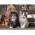 Clementoni 1000 piece jigsaw puzzle featuring two cute kittens