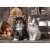 Clementoni 1000 piece jigsaw puzzle featuring two cute kittens