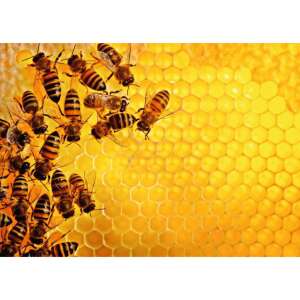 Ravensburger 1000-teiliges Puzzle, Challenge Bienen, zeigt das fertige Puzzlebild von Bienen auf einer Wabe - Puzzle