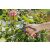 Foarfecă de grădinărit Gardena EcoLine în uz, tăierea trandafirilor