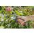 Gardena EcoLine pruning shears 133780391