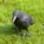 Swissinno Natural Control Raven Bird Scarer on grass