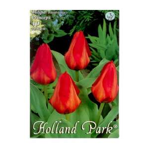 Holland Park Tulipa Fosteria Princeps virághagymák, 10 darab, piros tulipánok - Virág