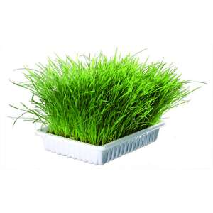 Trixie Miękka trawa dla kotów, 100g, trawa dla kotów, trawa dla kotów dla trawienia, trawa dla kotów na kłęby włosów, trawa dla kotów dla kociąt, trawa dla kotów dla kotów domowych, trawa dla kotów dla kotów na zewnątrz, trawa dla kotów dla kotów w ciąży, trawa dla kotów dla kotów karmiących - Suplement diety dla kotów