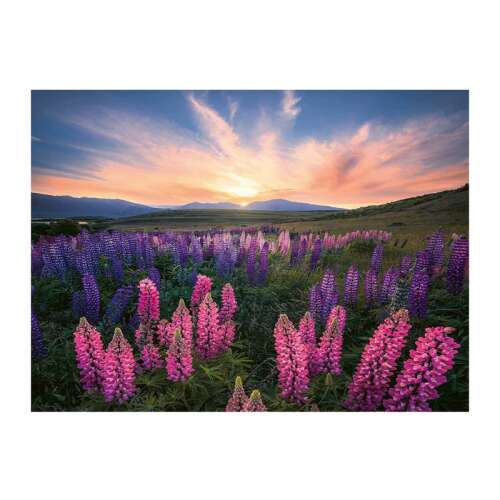 Puzzle Ravensburger 500 elementów, Pole lupinowe o zachodzie słońca