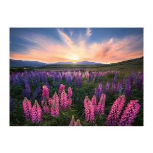 Puzzle Ravensburger cu 500 piese, Câmp de lupin la apus - Ravensburger Puzzle