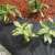 Geotextil 50 gr negru 3,2 x 10 fm 21300 rulou de agrotextil, cu mulci și plante