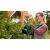 Detailný záber ženy používajúcej akumulátorové nožnice na živý plot Bosch EasyHedgeCut 45