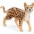 Schleich Bengáli macska S13918 133936353