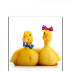 Little Ducks papírszalvéta, aranyos kacsás mintával - Ambiente