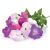 Click and Grow Smart Garden Plant Capsules - Petunias (3pcs) 72769791