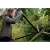 Woman using Fiskars L39 SingleStep™  Lopper to cut branches