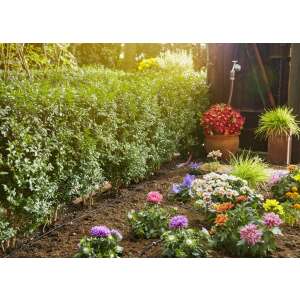 Gardena Micro-Drip-System telepítve egy kertben, növények és virágok öntözése, csepegtető öntözőrendszer - Csepegtető öntöző