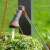 Gardena Comfort watering wand for hanging baskets, watering a hanging basket